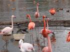 American flamingos in Russia, which are called "red flamingos" here!