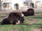 Some lazy-looking musk oxen, which are native only to Russia and northern Canada