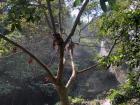 A monkey eating fruit