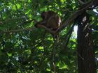 Macaque Monkey