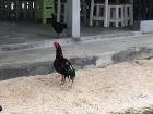 A chicken walking down the street