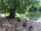 Ducks are really common around the parks in England