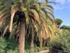 Palm trees in Barcelona's Park Güell