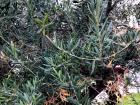 Olive tree in Salamanca