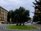 Roundabout trees in Salamanca