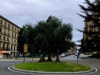 Roundabout trees in Salamanca