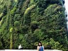 A building wall covered with greenery!