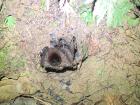 A tarantula in its burrow