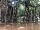 Trees and vines growing in the river