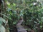 A human-made path through the jungle