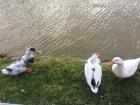 Different types of birds also enjoy spending Sundays at the park