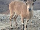 Nubian Ibexes were very friendly