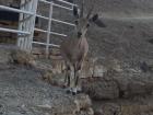 A Nubian Ibex in Ein Gedi