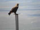 This is a hawk. They typically perch and keep a watch out for small rodents scurrying below to eat. They have excellent vision. 