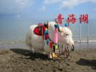 Sometimes yak are decorated at popular tourist sites for pictures. 