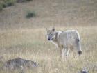 Wolves are commonly out in the open and visible, especially during dawn and dusk. 