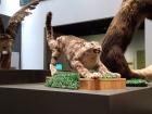 A stuffed snow leopard at the local natural history museum. This guy looks like he has seen better days...