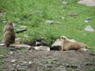 Marmot make burrows in the ground to seek refuge from carnivores. They also hibernate over the winter. 