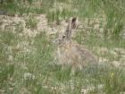 Though similarly looking, Woolly hares are different from rabbits. 