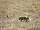 Tibetan foxes are a smaller carnivore that live in snow leopard habitat.