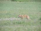 This was the first wolf I ever saw in person! Now I've seen dozens. They are pretty common and out in the open. 