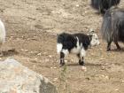 Small yak calves can be especially prone to predation.