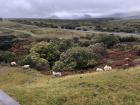 I saw many Scottish Blackface sheep on my trip to the Isle of Skye