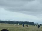 I was surprised to see a group of alpacas grazing right next to a field of sheep