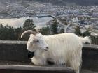 Anisha and I named this goat Fern