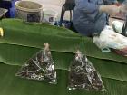 Live crickets sold at a rural market 