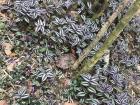 Very unique flowers growing near the waterfall