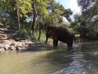 Elephant hanging out in the river