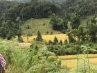 Farmland belonging to a hill tribe 