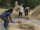 Beating the rice crops to loosen the grains 
