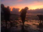 Looking for snails at low tide in Southeast Sulawesi