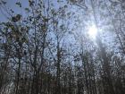 A teak forest planted by the local community in Kolono Bay
