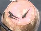 Mudskippers hanging out on a bucket