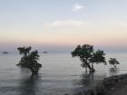 Mangrove trees