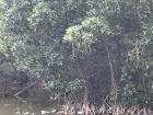 Soil-seeking mangrove roots