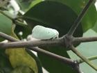 Moth hiding in mangrove leaves