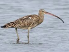 Eurasian curlew (Credit: e-bird)