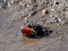 Fiddler crab found in mangroves (Credit: Google images)