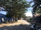 Tall trees on a hot street