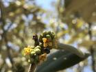 Mangrove blossoms