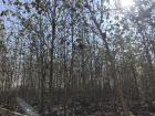 Teak trees planted by Puupi community members