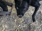 I can't wait to see my dog so I can tell her to stay out of the straw from the chicken coop!