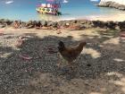 I went back to Tobago with my friend, and there was a beach chicken!