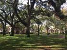 Spanish moss hanging from old oak trees in Charleston, South Carolina