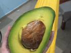 This avocado was delicious, only ten pesos, and bigger than my hand (and it was only the medium size!)