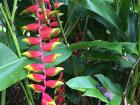 A beautiful bird of paradise flower hidden in the city of Palenque